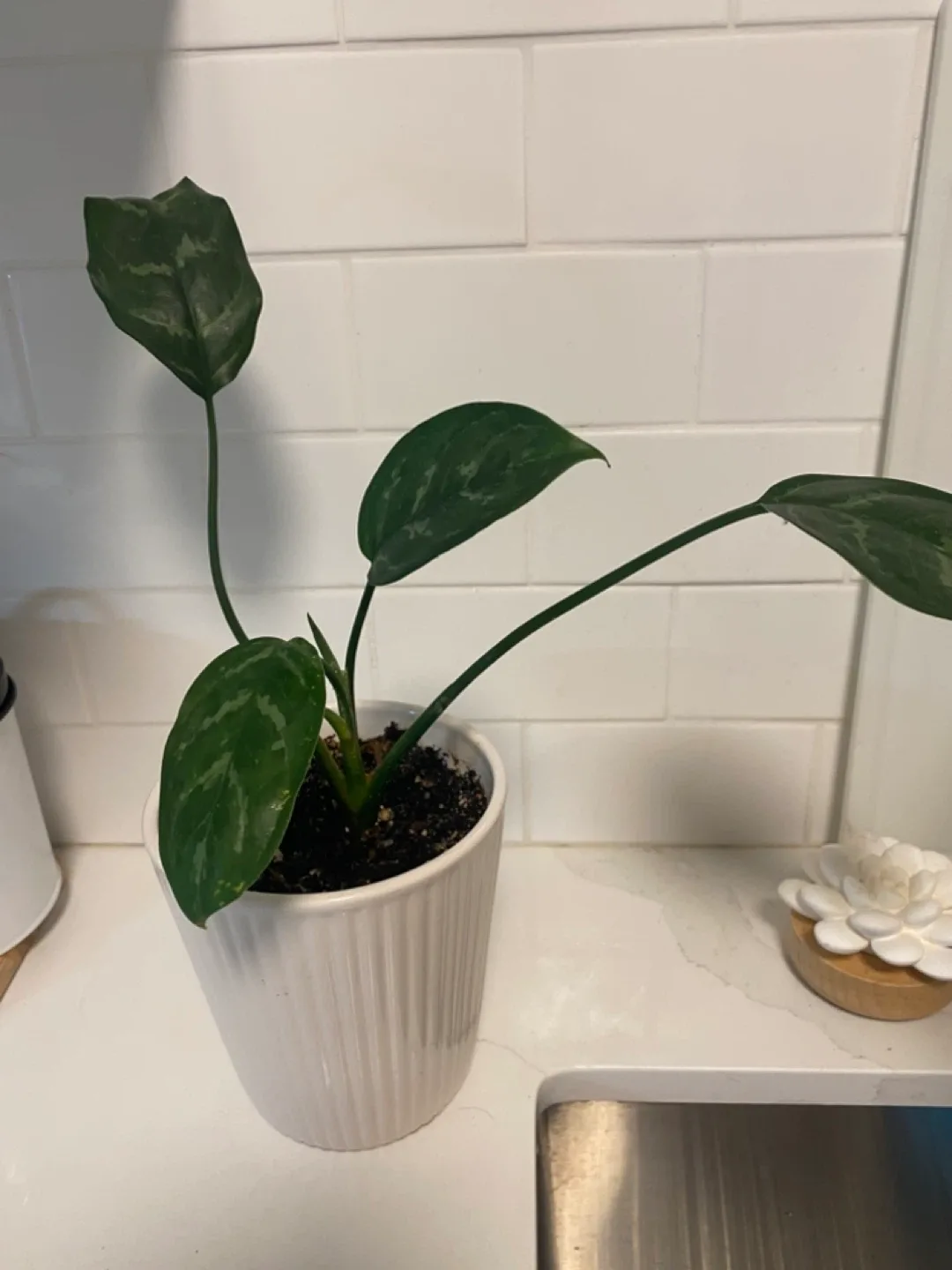 Potted houseplant image indicator(4)