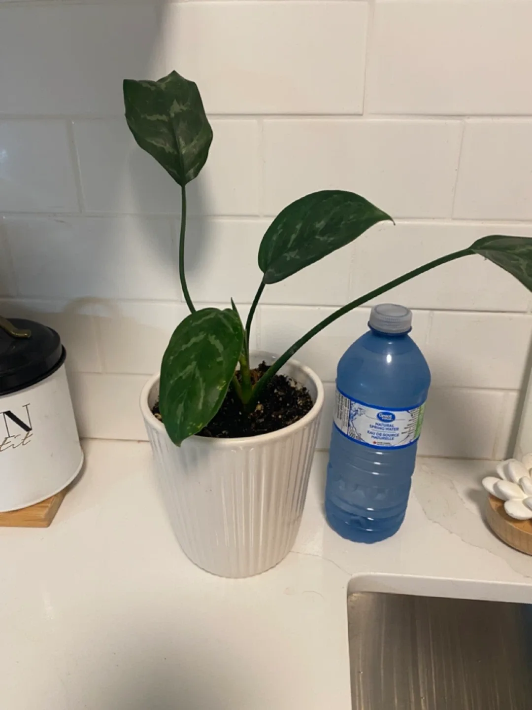 Potted houseplant image indicator(3)