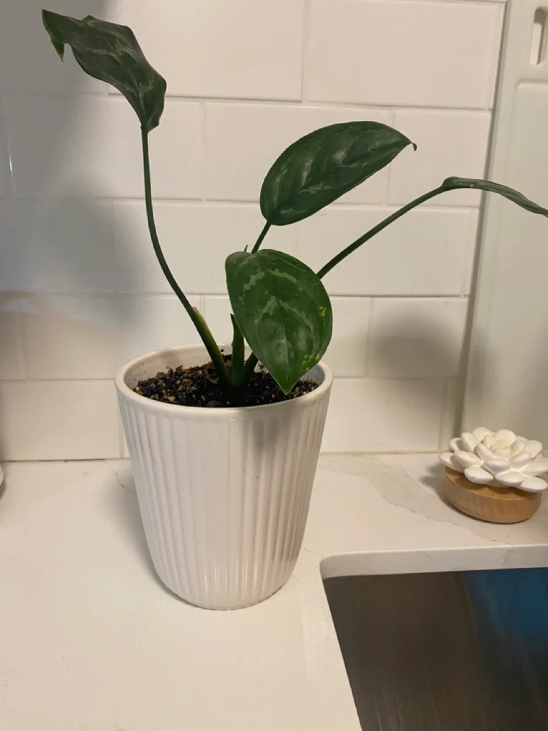 Potted houseplant thumbnail