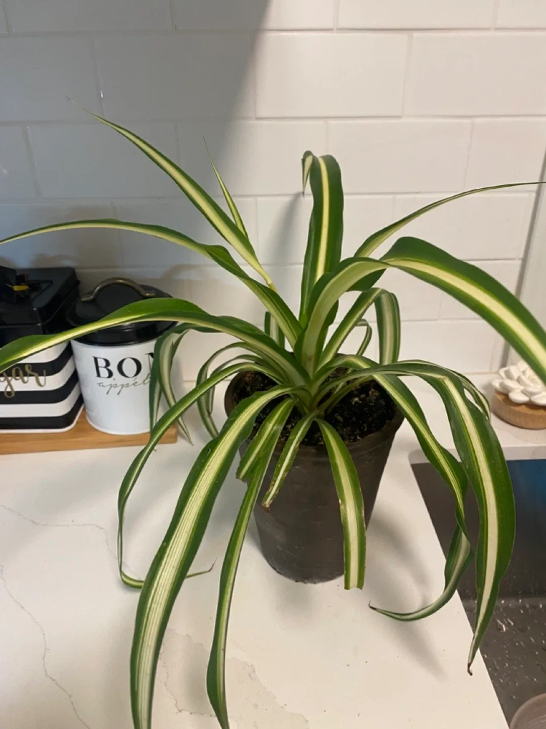 Spider Plant image indicator(2)