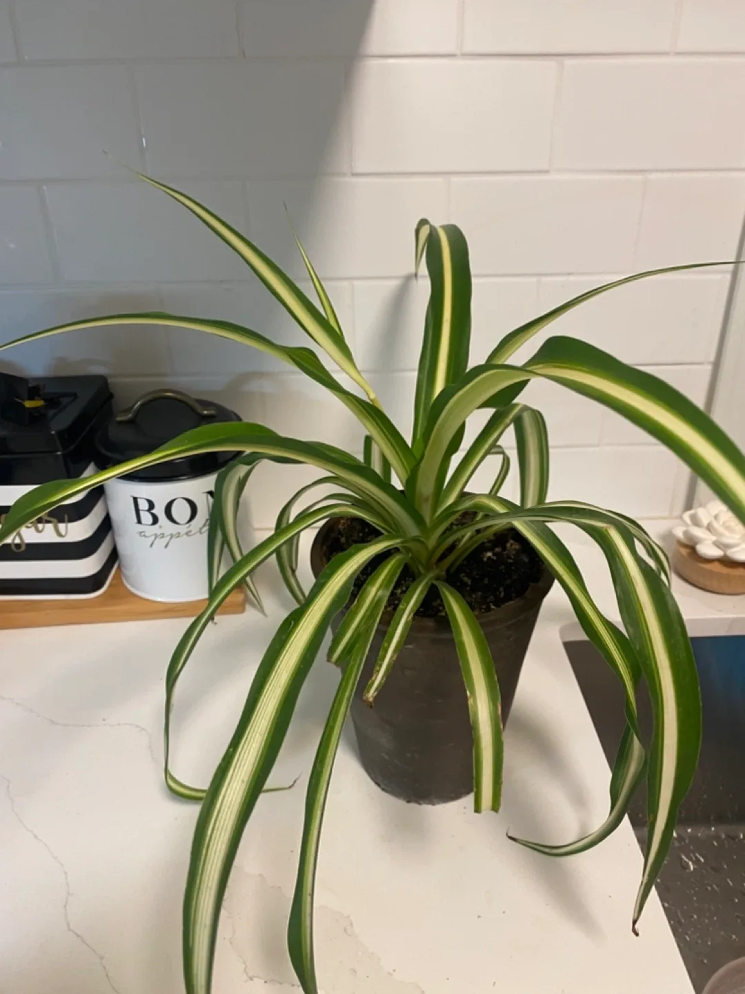 Spider Plant thumbnail