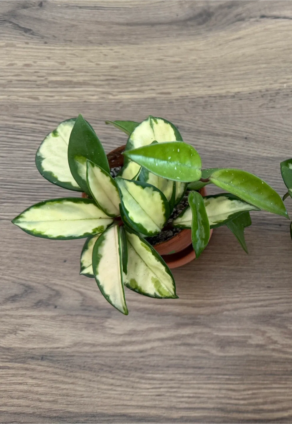 Hoya Carnosa Plant image indicator(2)