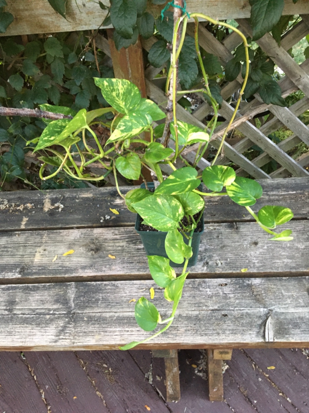 Potted Golden Pothos Plant