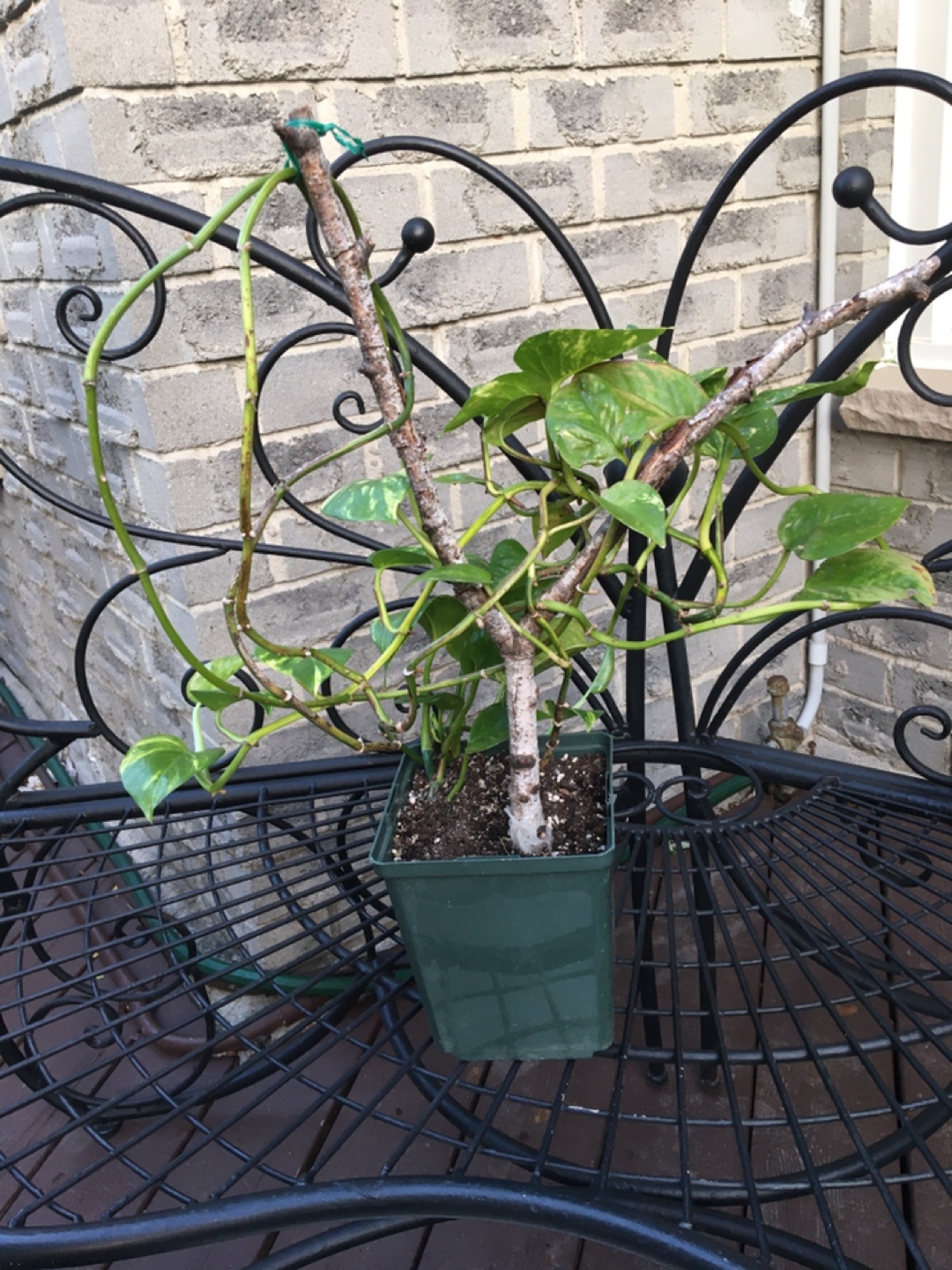 Potted Golden Pothos Plant - photo 2