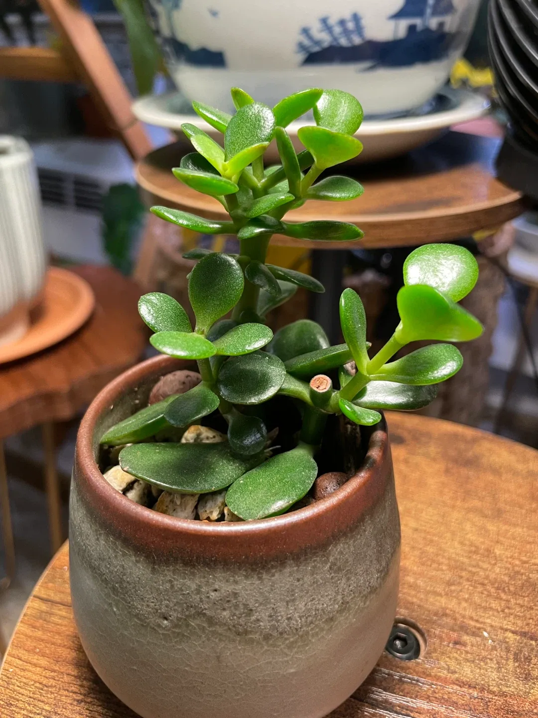 Jade Plant in Ceramic Pot thumbnail