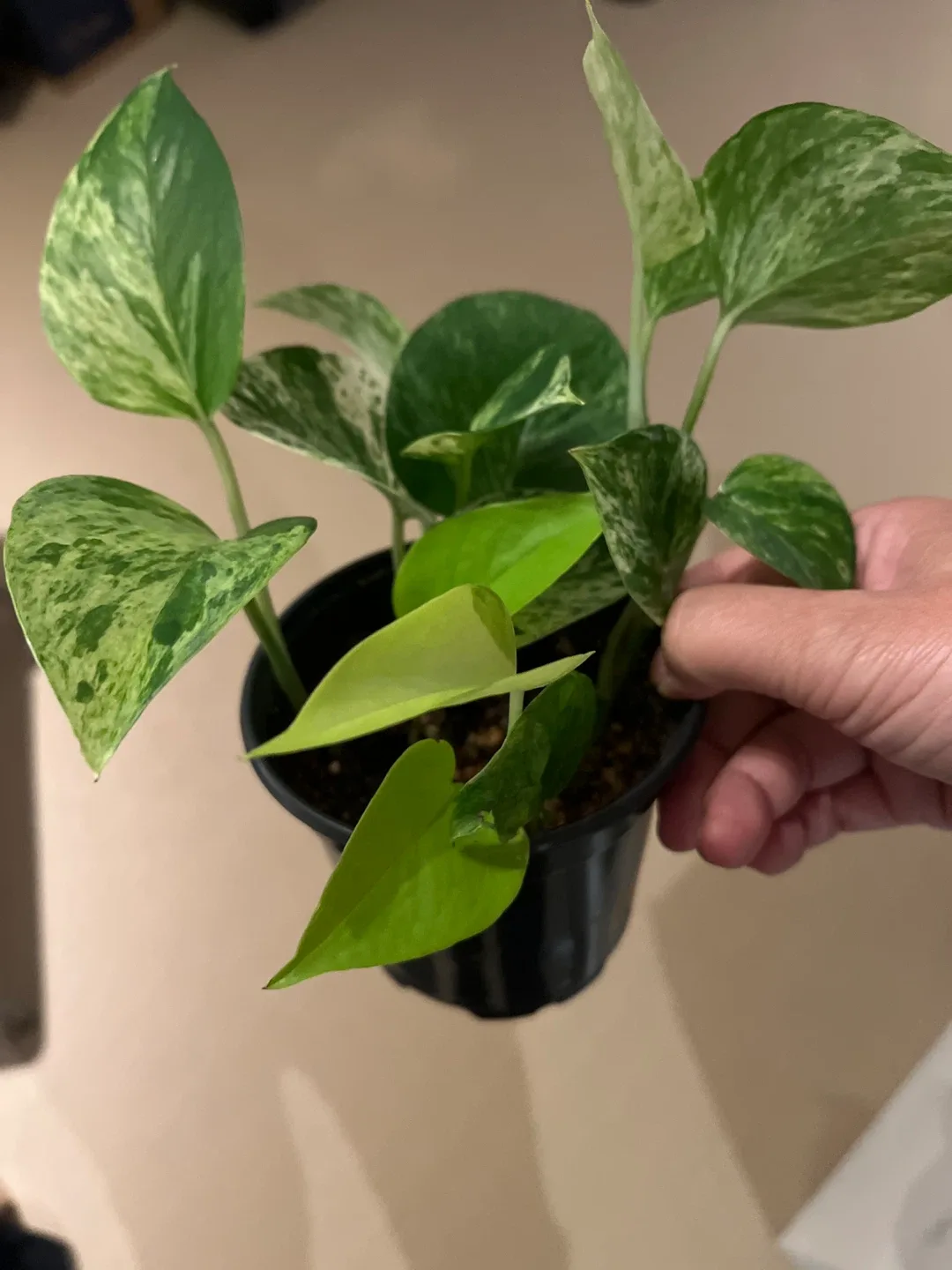 Potted Golden Pothos Plant thumbnail