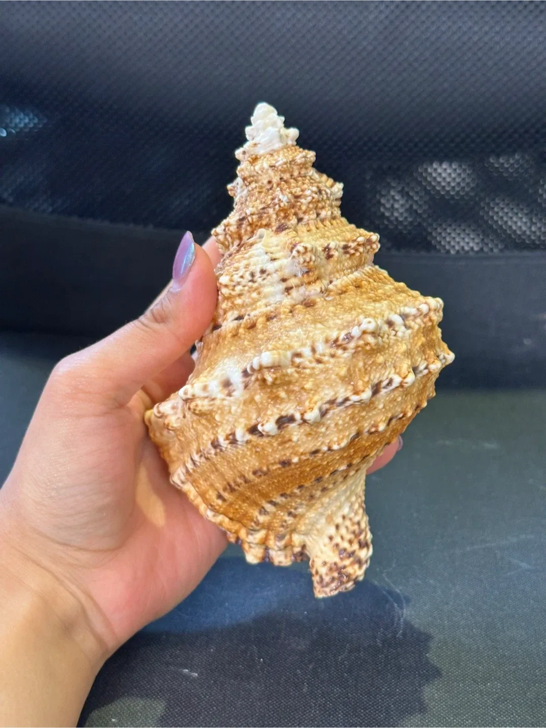 LARGE Seashells image indicator(5)