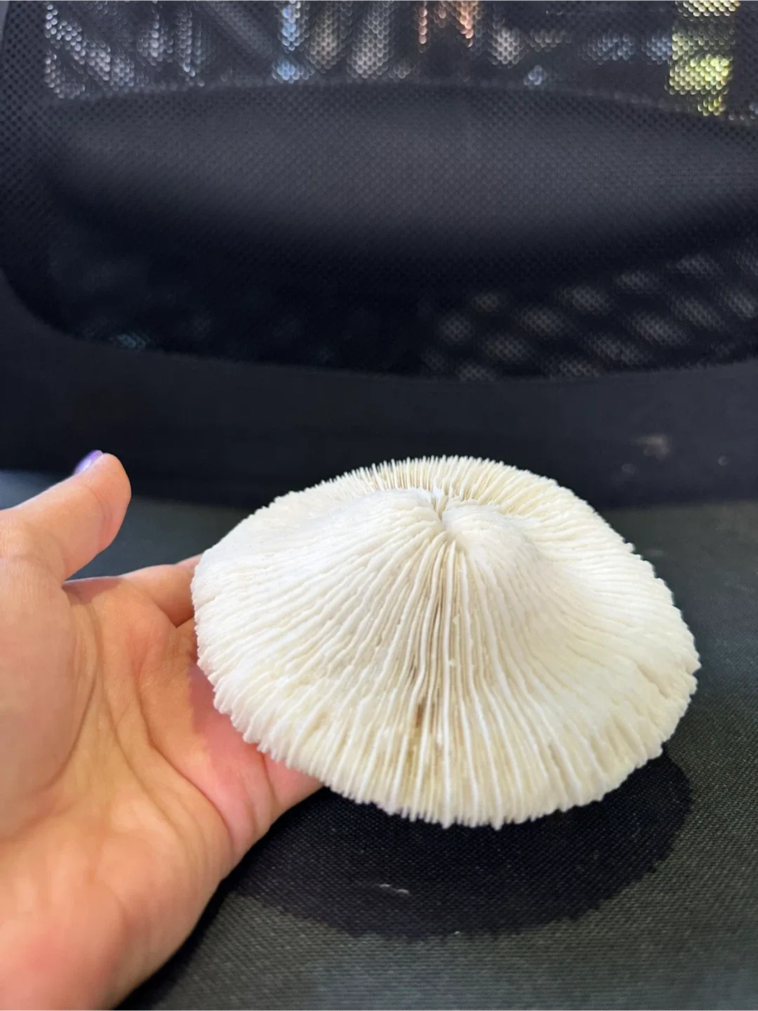 LARGE Seashells image indicator(3)