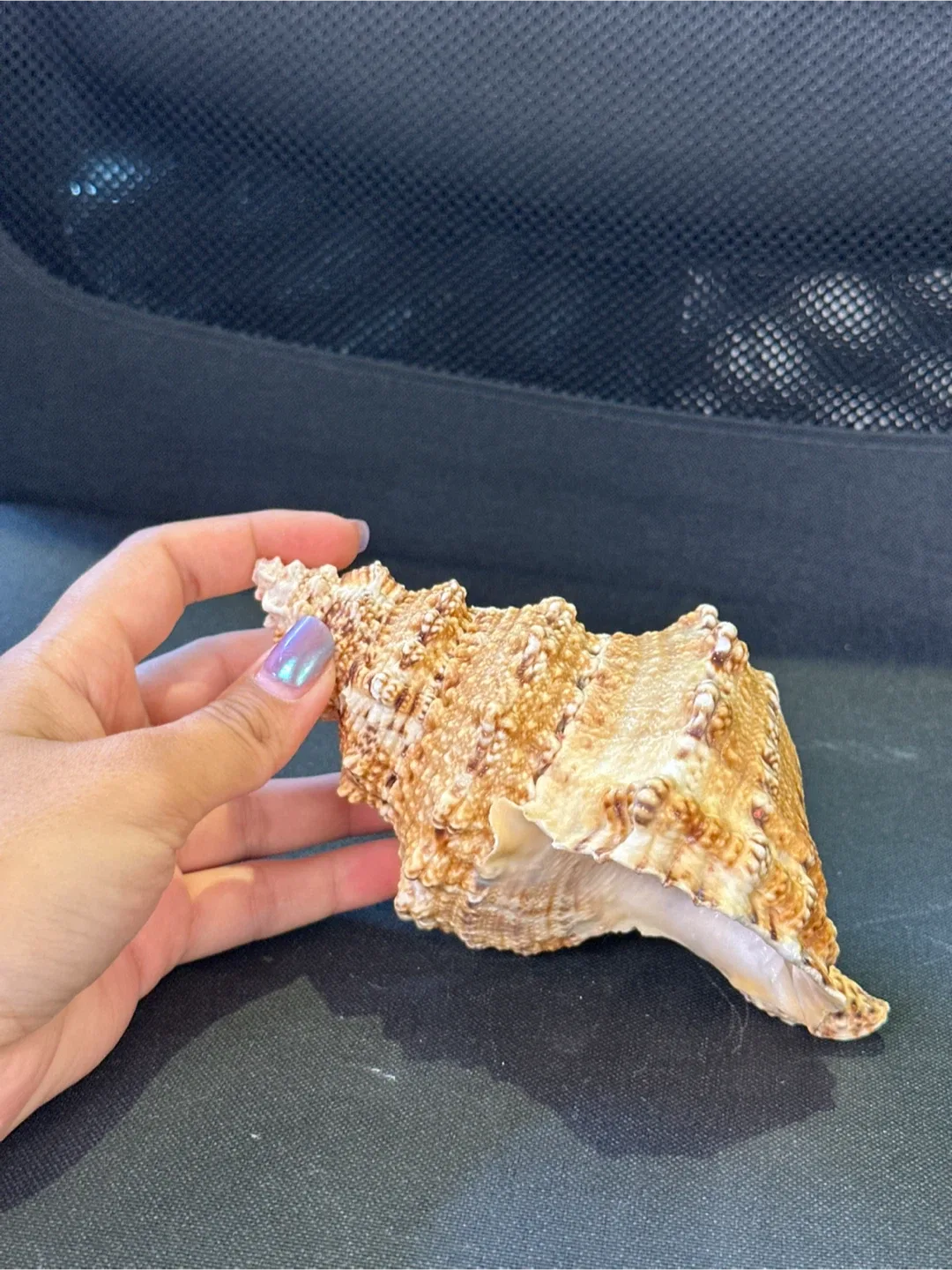 LARGE Seashells image indicator(6)