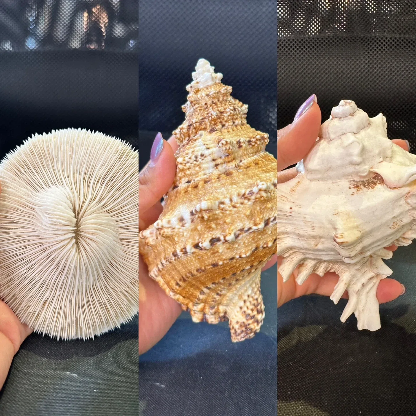 LARGE Seashells thumbnail