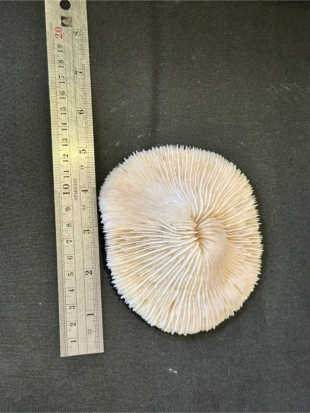 LARGE Seashells image indicator(4)