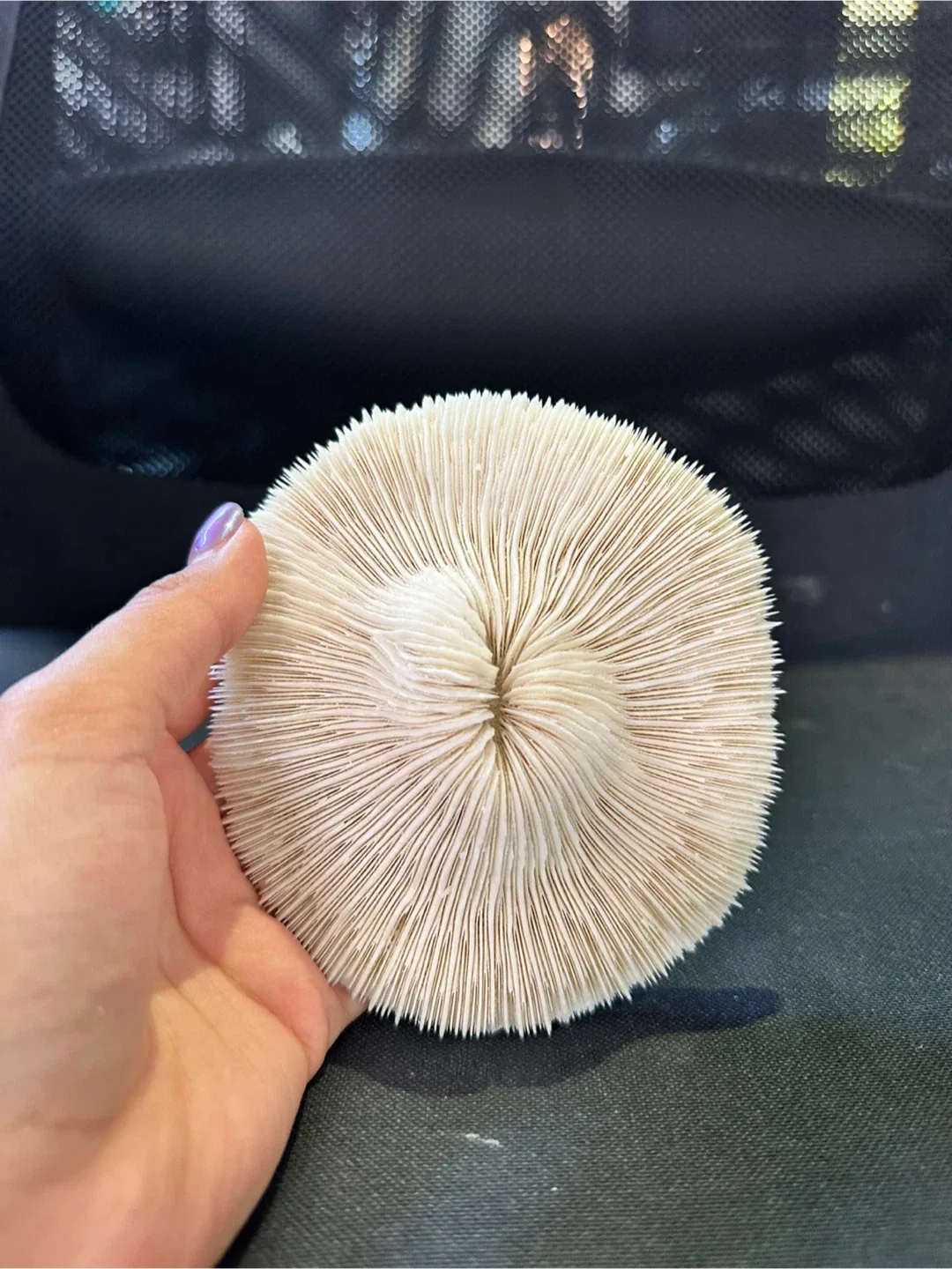 LARGE Seashells image indicator(2)