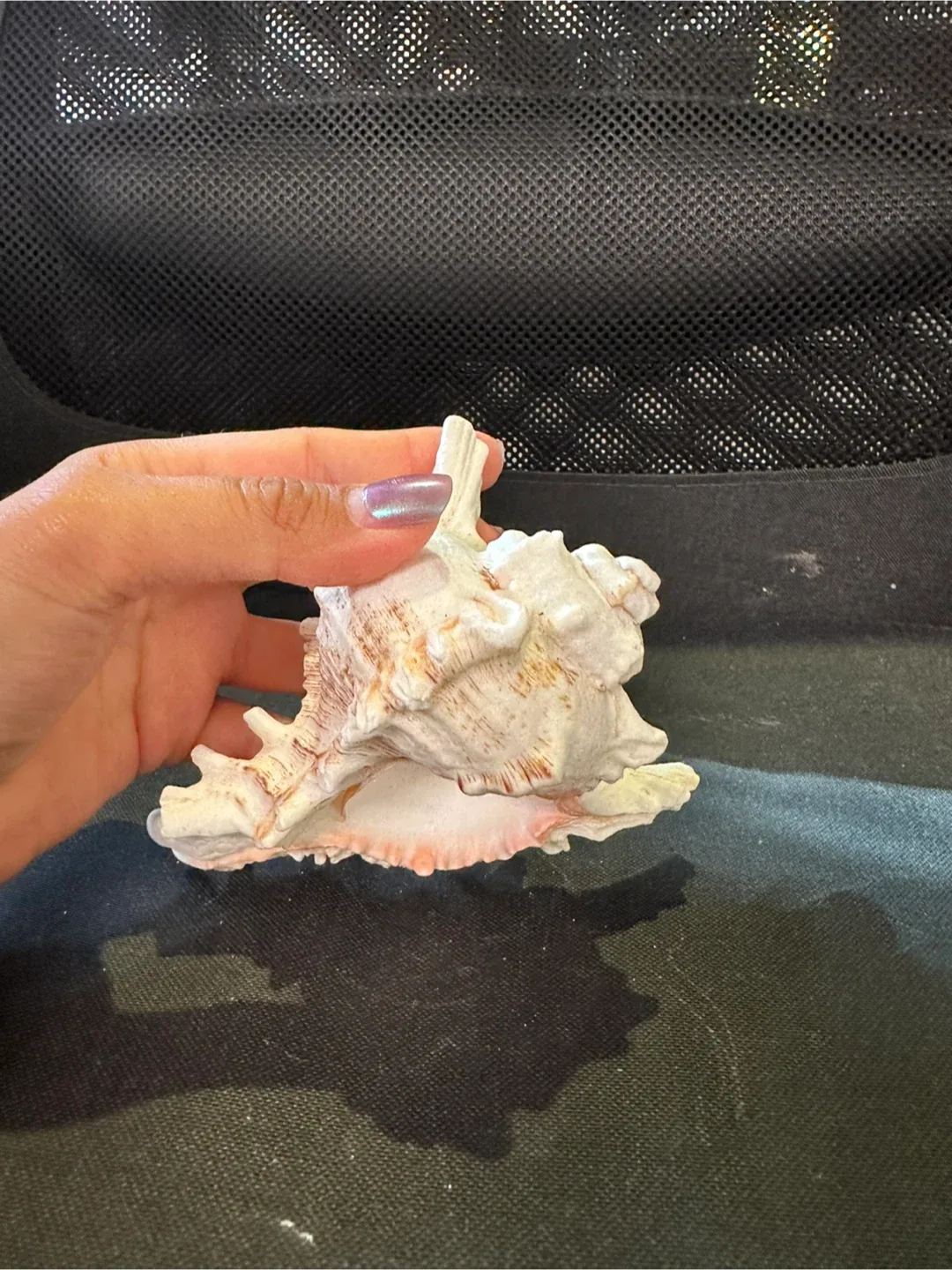 LARGE Seashells image indicator(9)