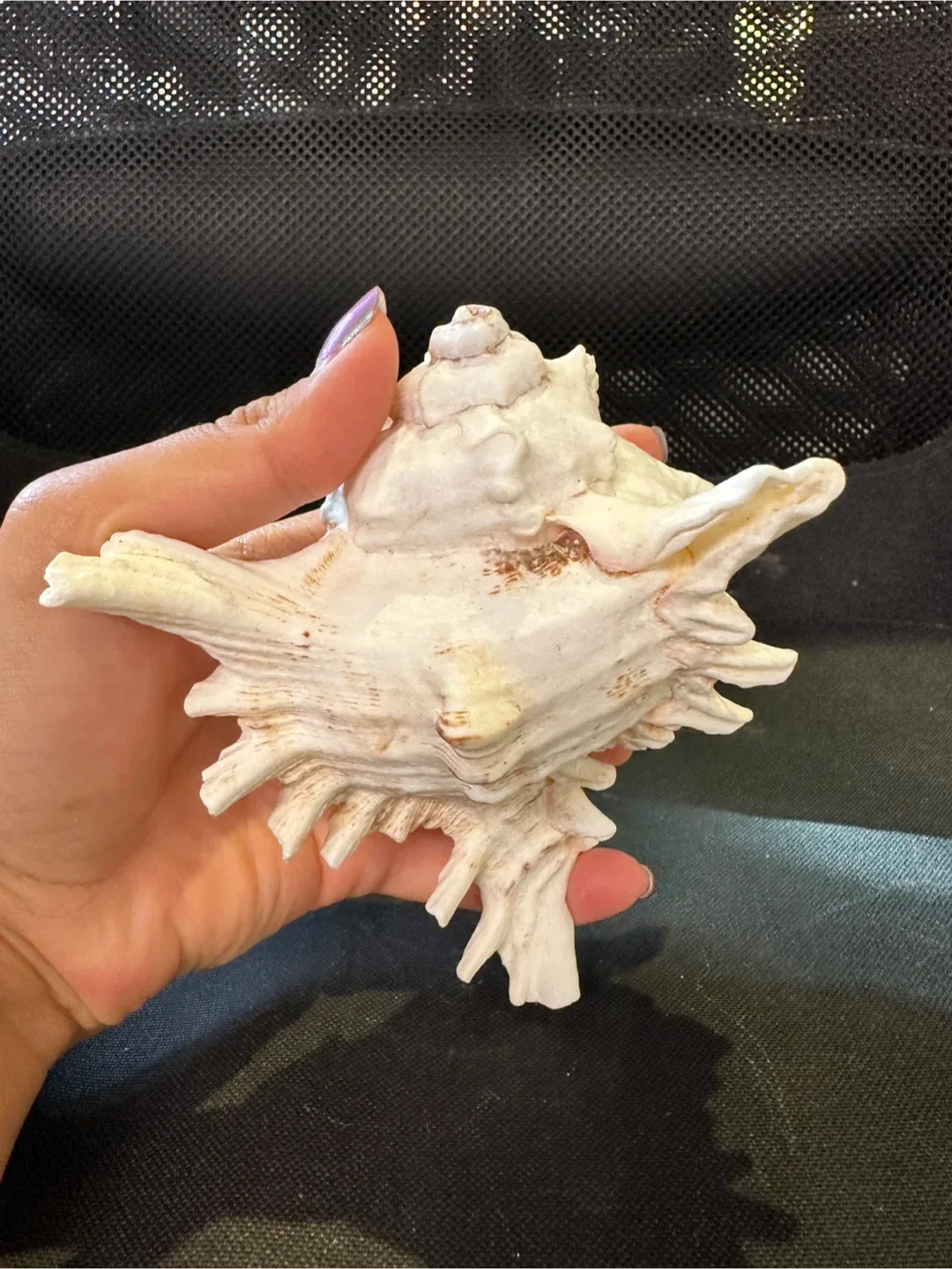 LARGE Seashells image indicator(8)