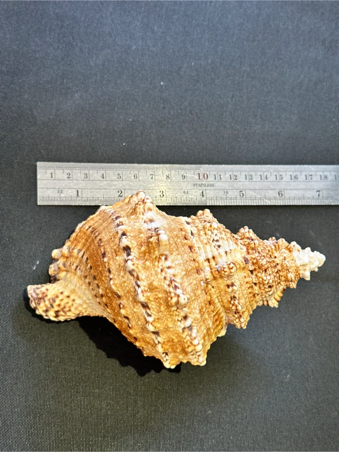 LARGE Seashells image indicator(7)