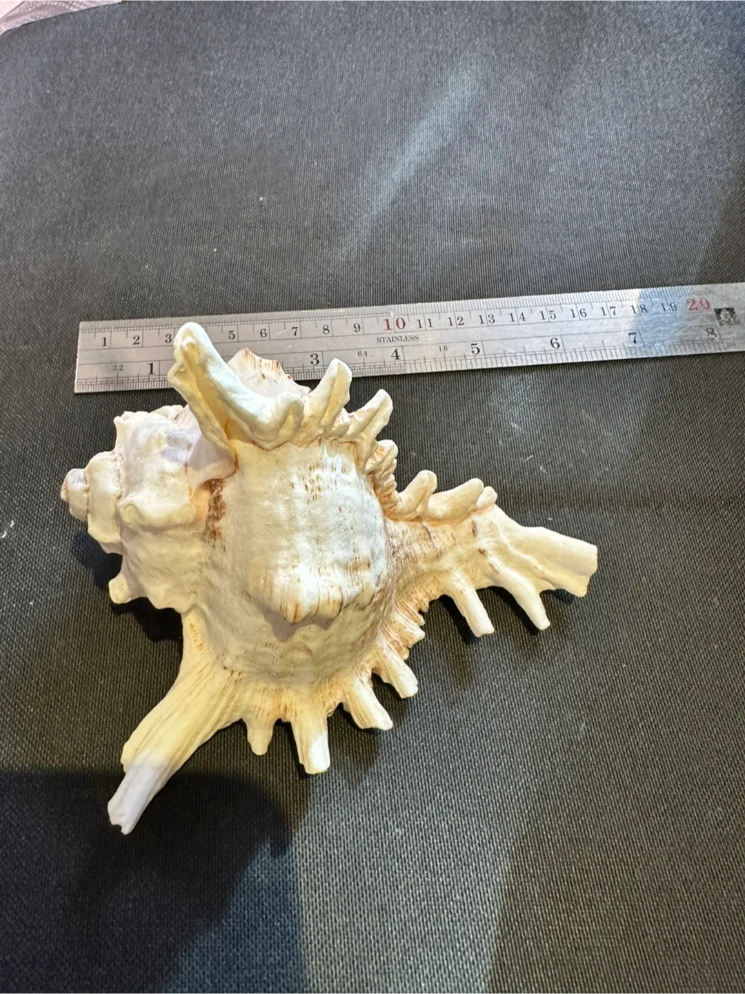 LARGE Seashells image indicator(10)