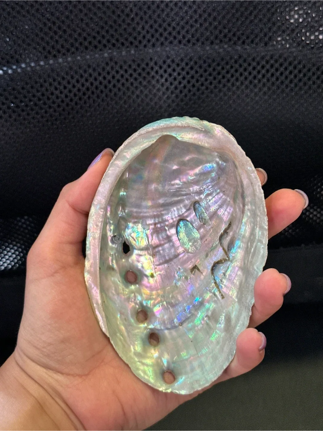 Seashells image indicator(5)