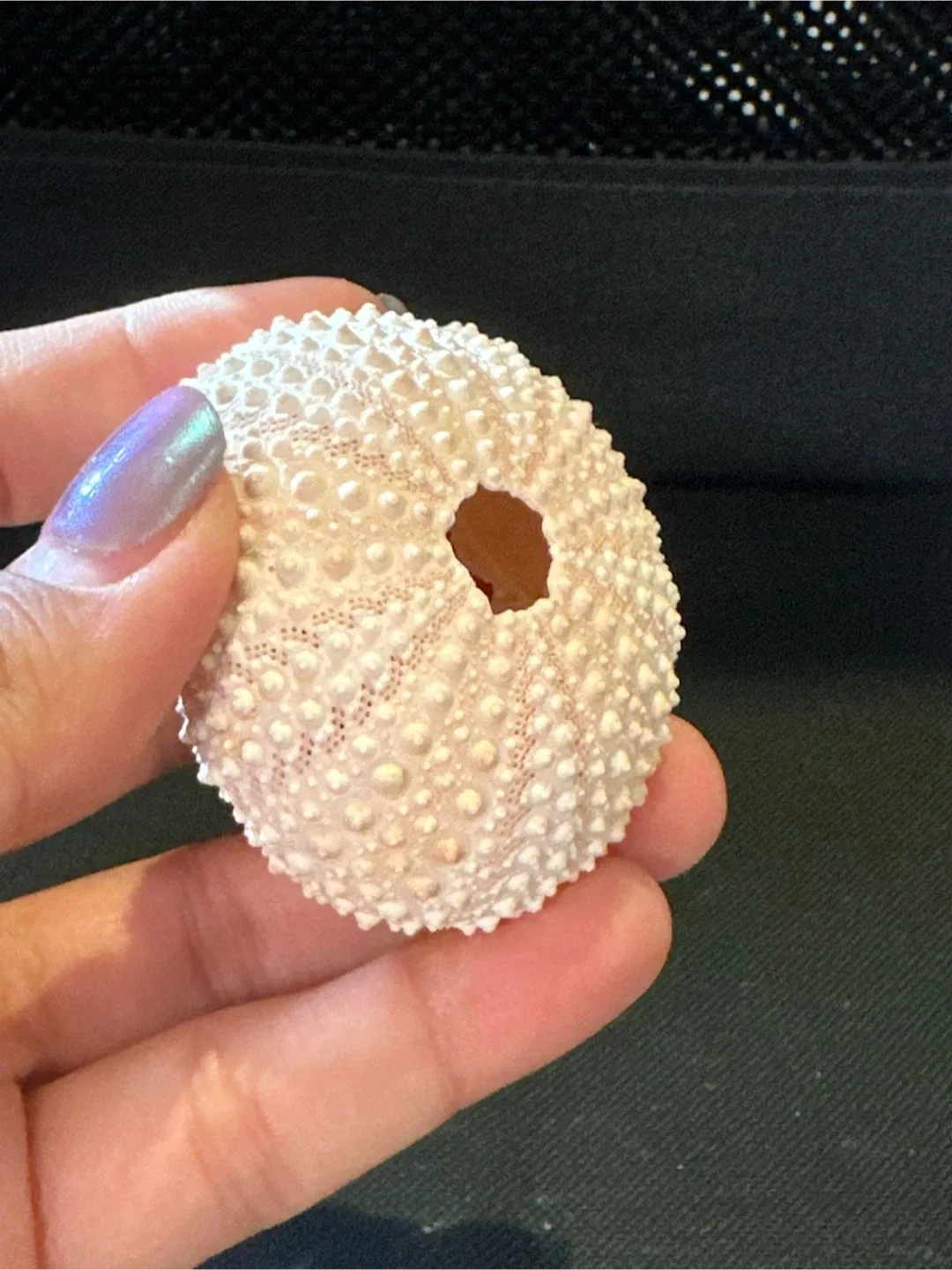 Seashells image indicator(3)