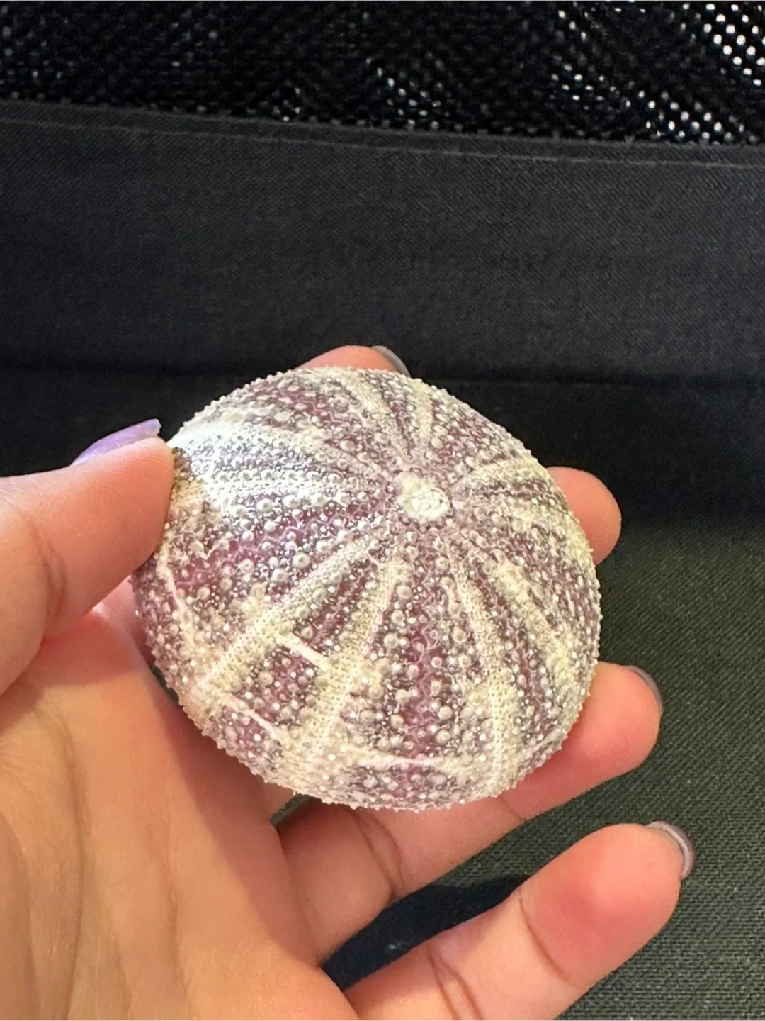 Seashells image indicator(2)