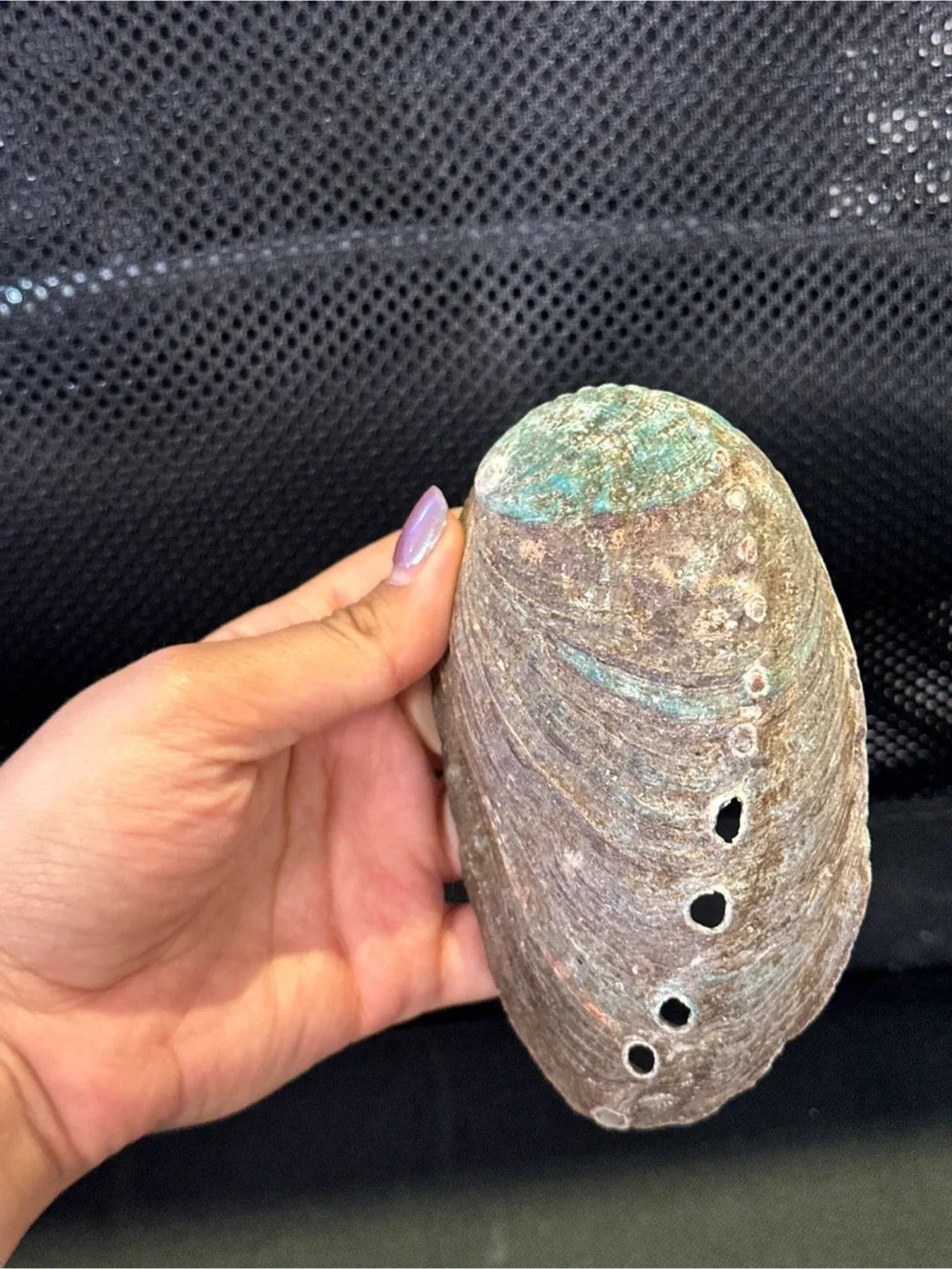 Seashells image indicator(6)