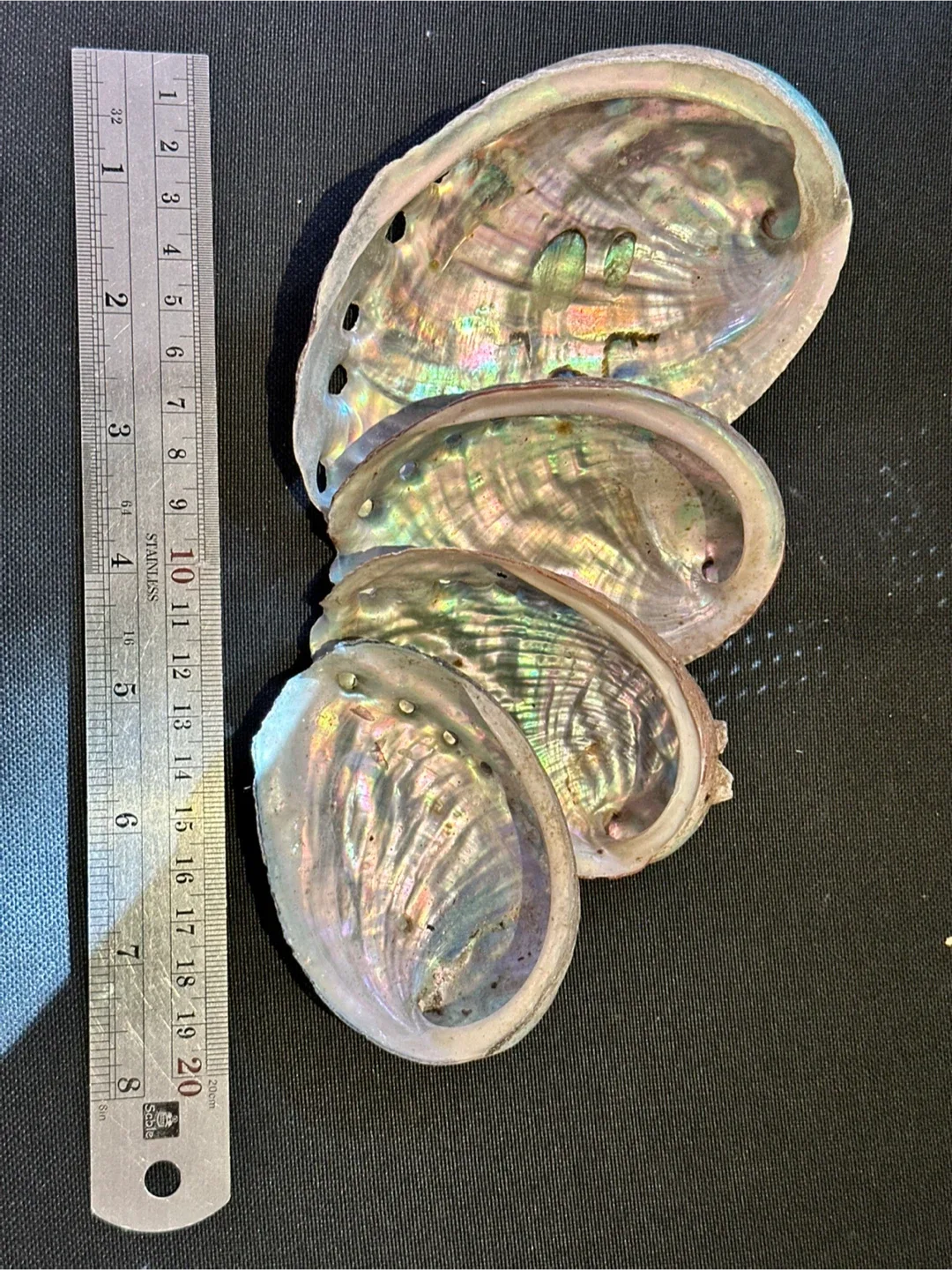 Seashells image indicator(4)