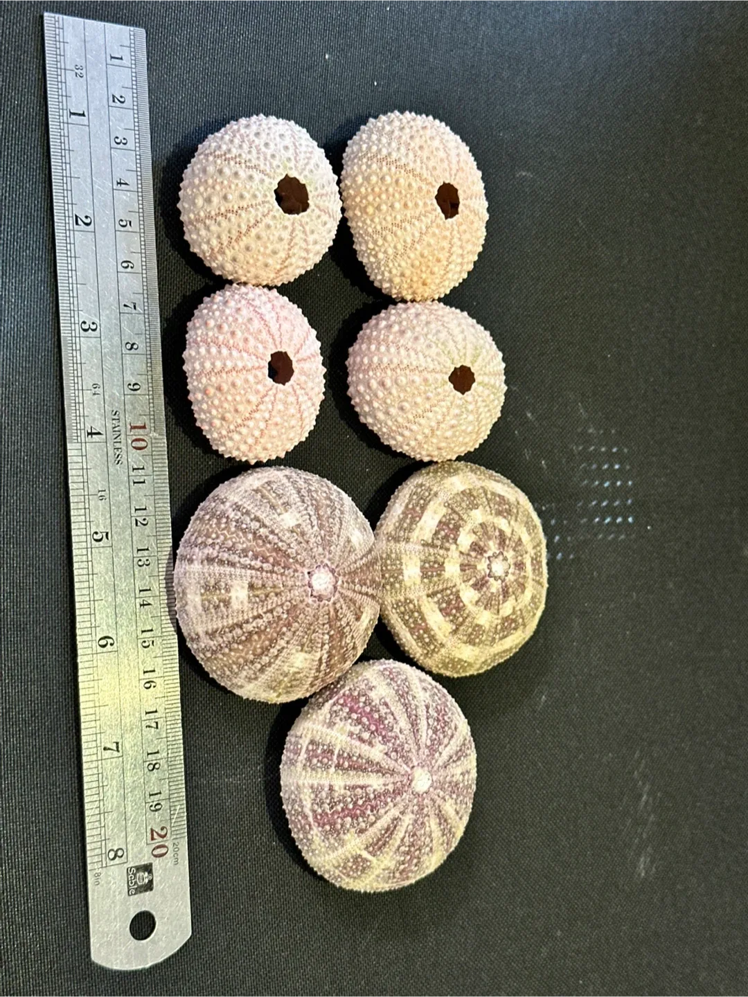 Seashells thumbnail