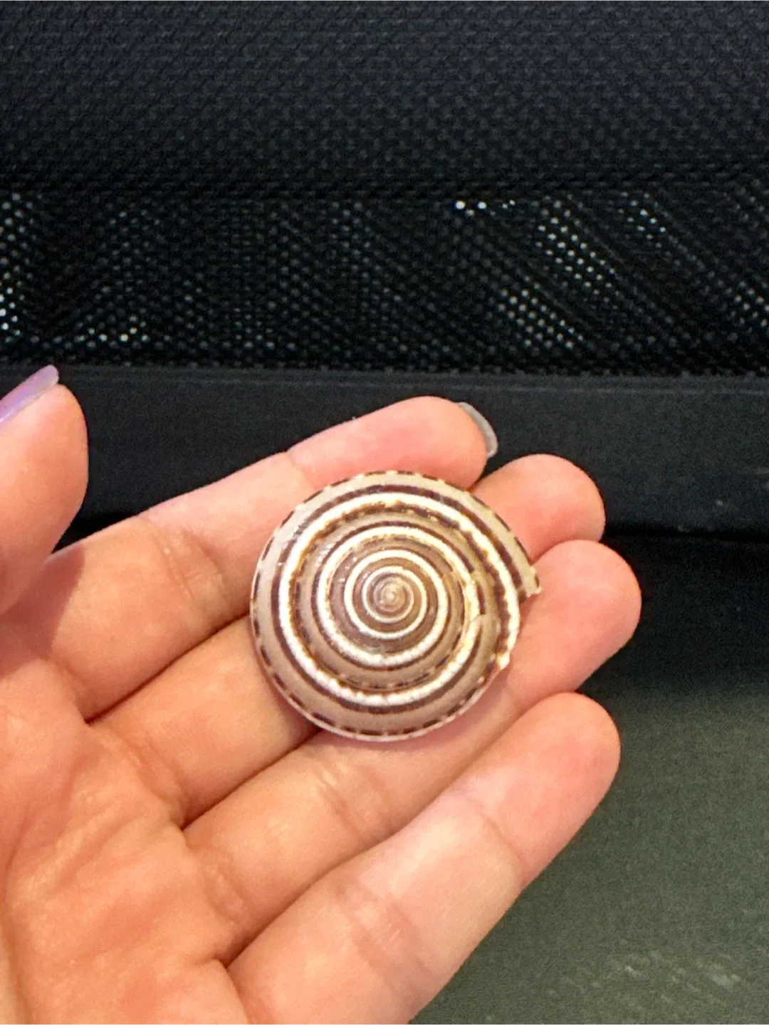 Seashells image indicator(7)