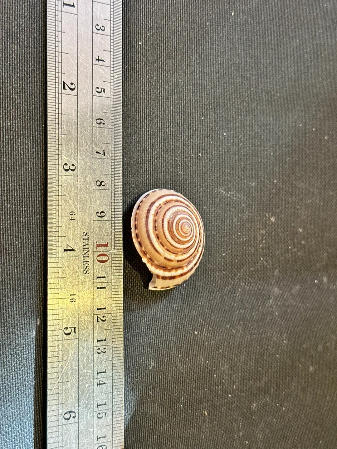 Seashells image indicator(8)
