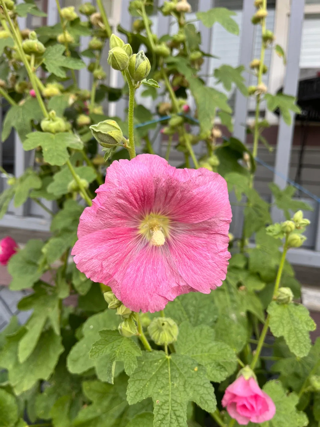 Holly hock seeds thumbnail