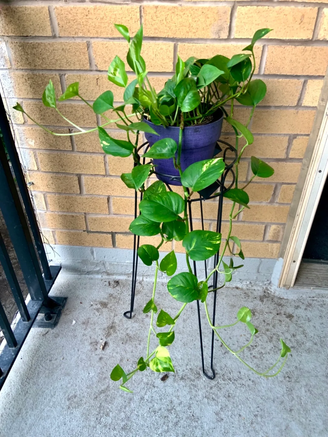 Climbing Potted Golden Pothos Plant 🪴 thumbnail