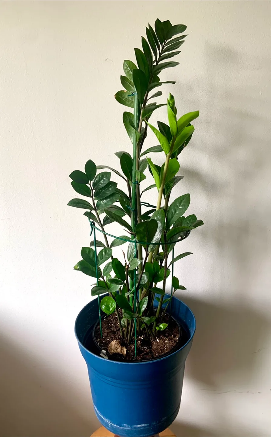ZZ Plant in Blue Pot thumbnail