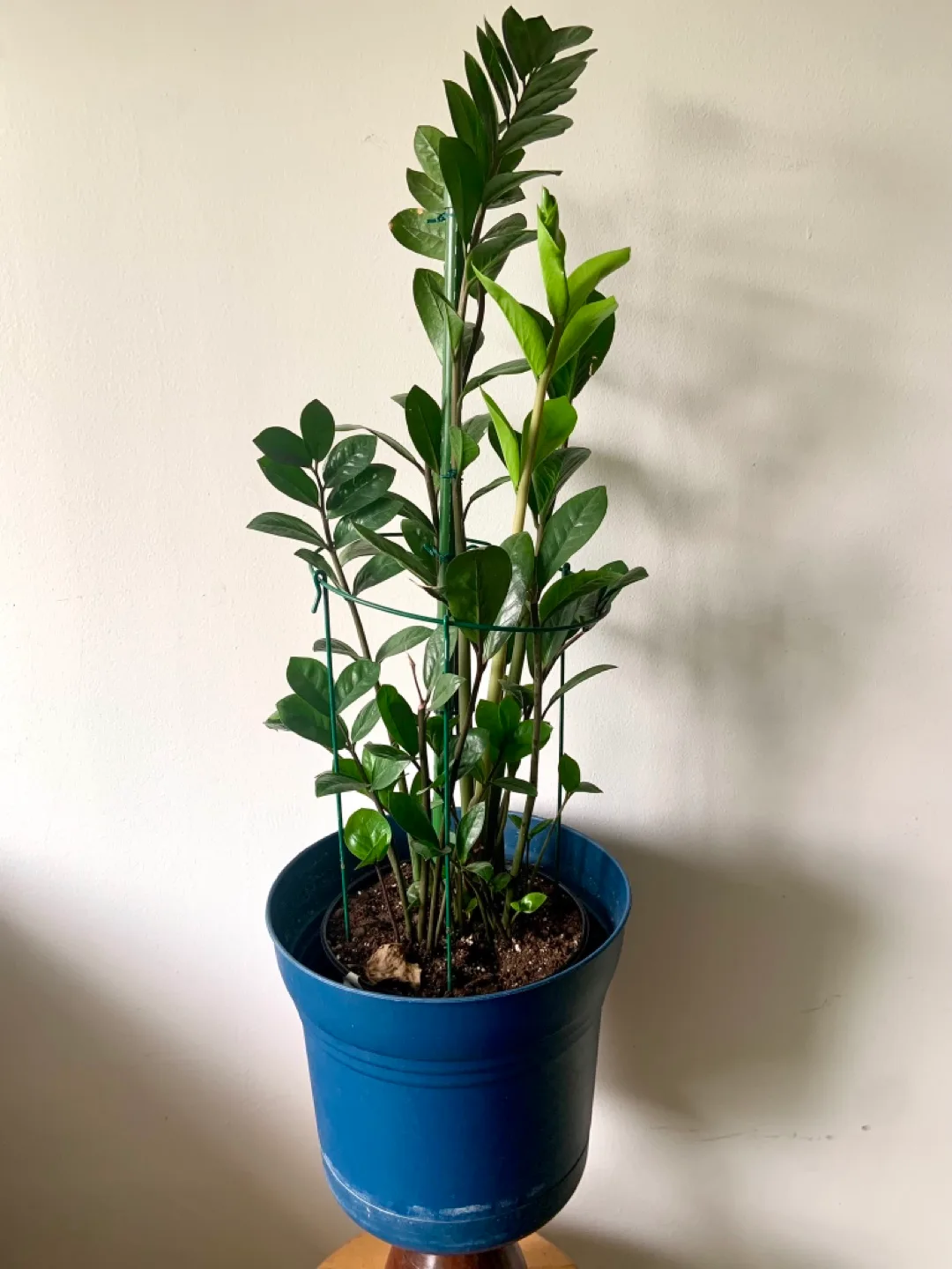 ZZ Plant in Blue Pot image indicator(2)