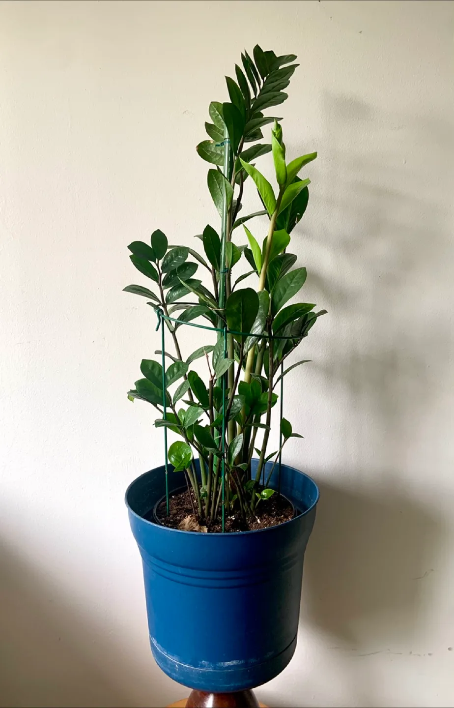 ZZ Plant in Blue Pot image indicator(3)