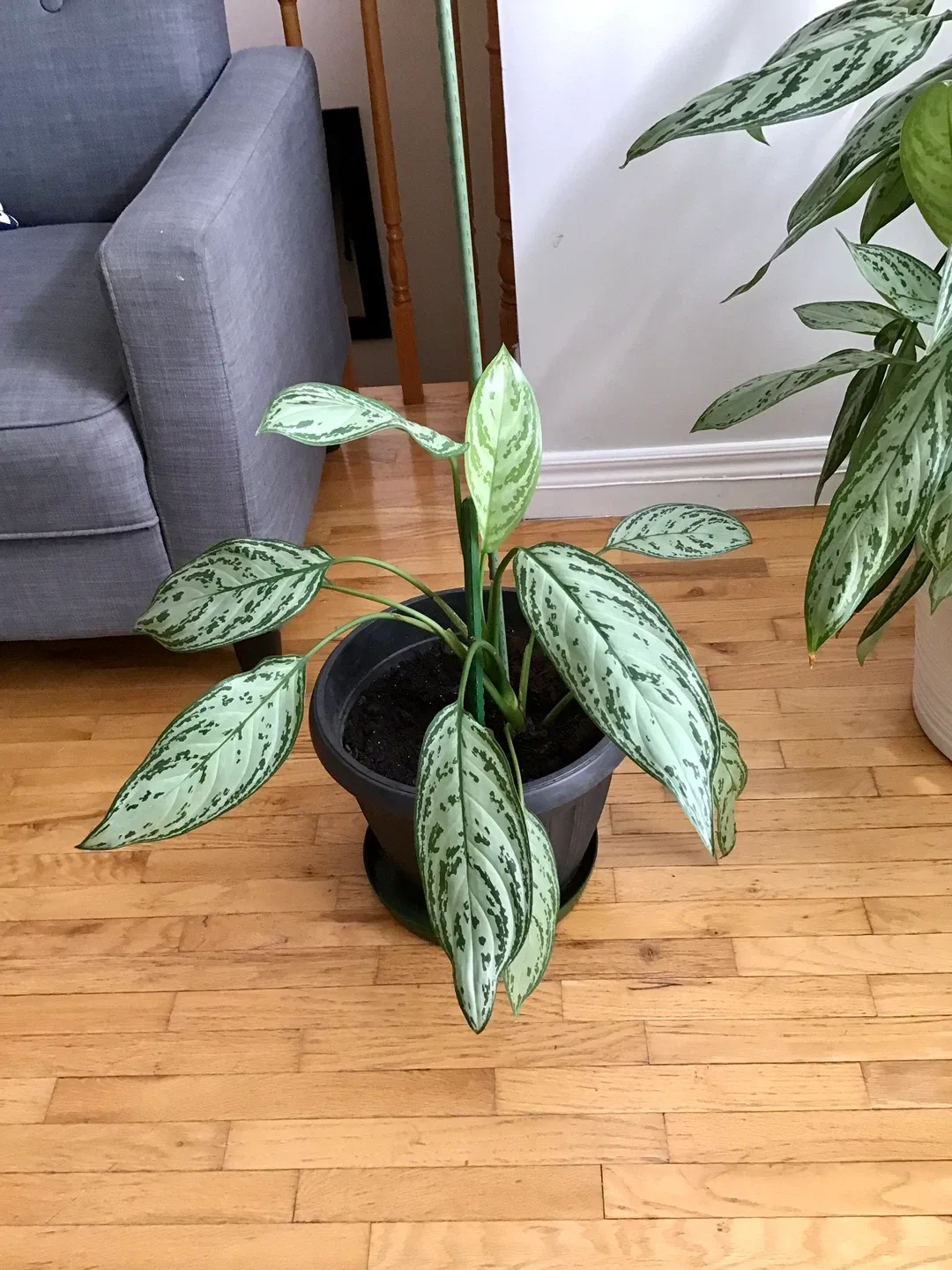 Aglaonema Silver Bay Plant image indicator(2)
