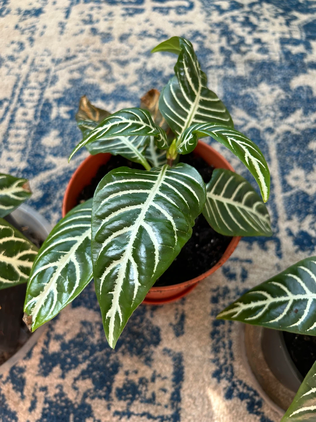 Zebra Plant Aphelandra Squarrosa - photo 3