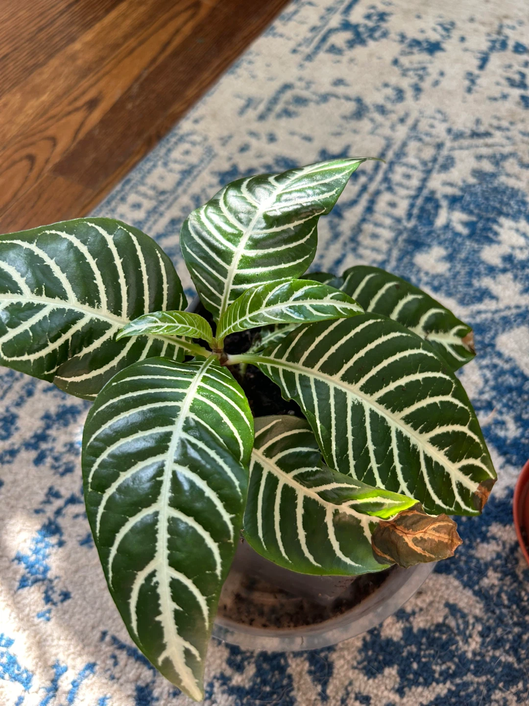 Zebra Plant Aphelandra Squarrosa - photo 5
