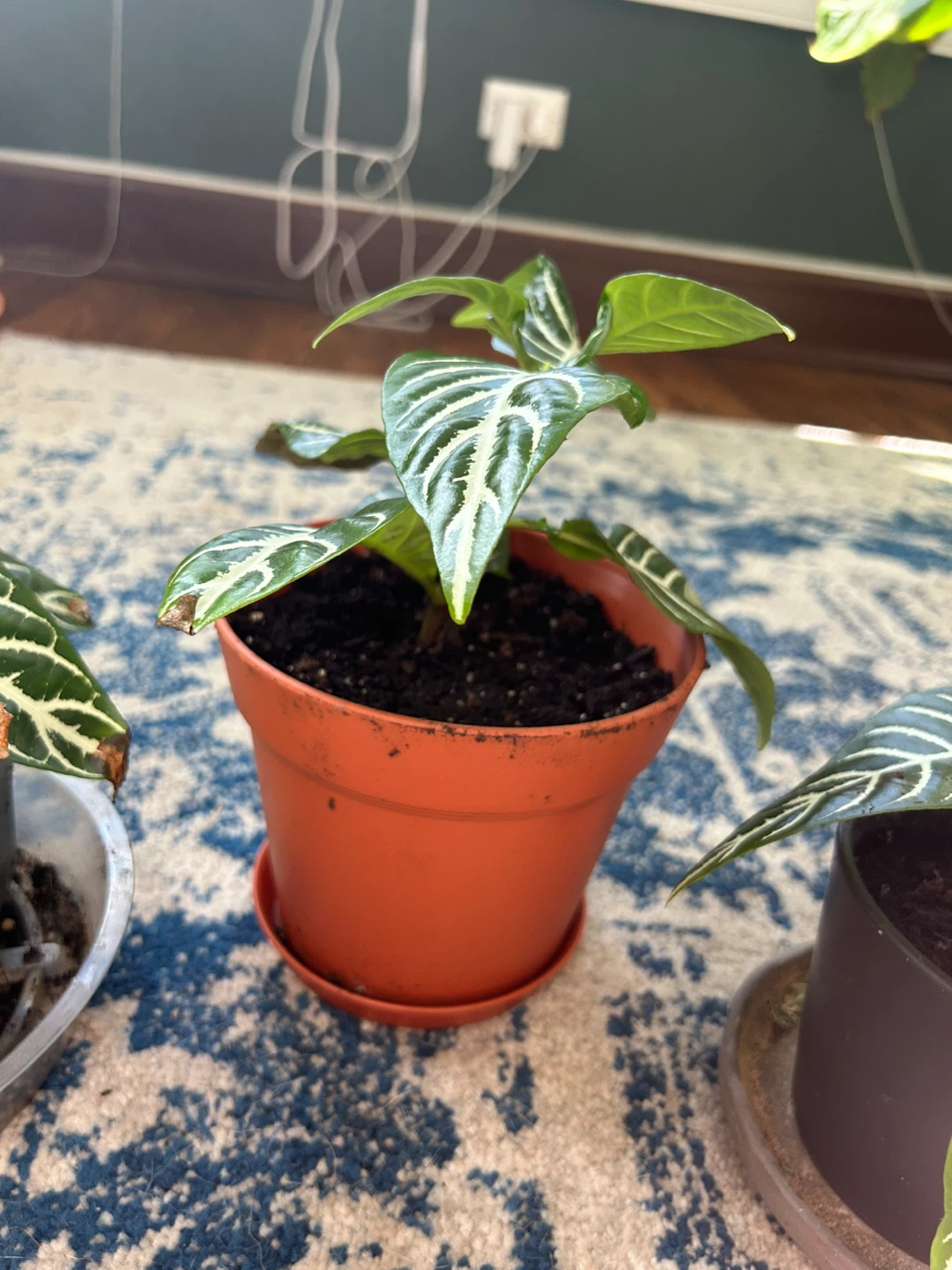 Zebra Plant Aphelandra Squarrosa - photo 4