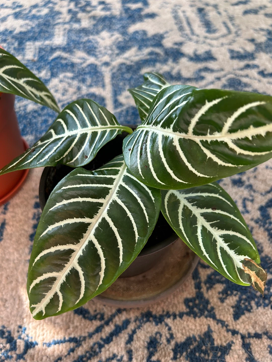 Zebra Plant Aphelandra Squarrosa