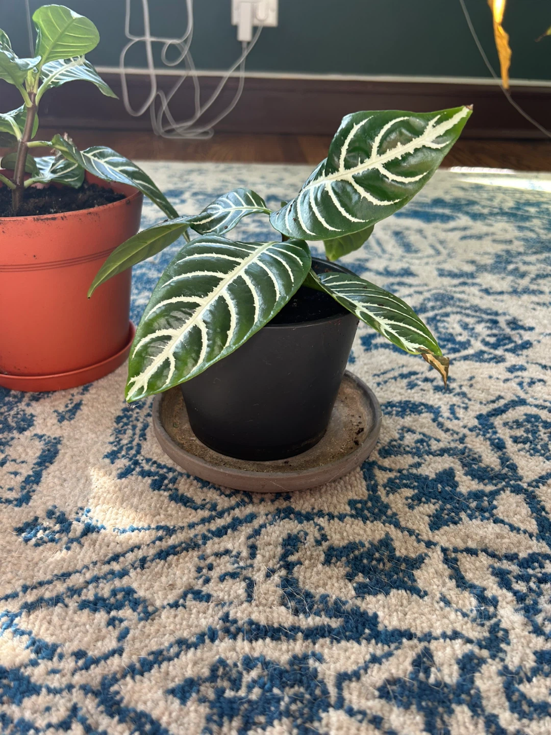 Zebra Plant Aphelandra Squarrosa - photo 2