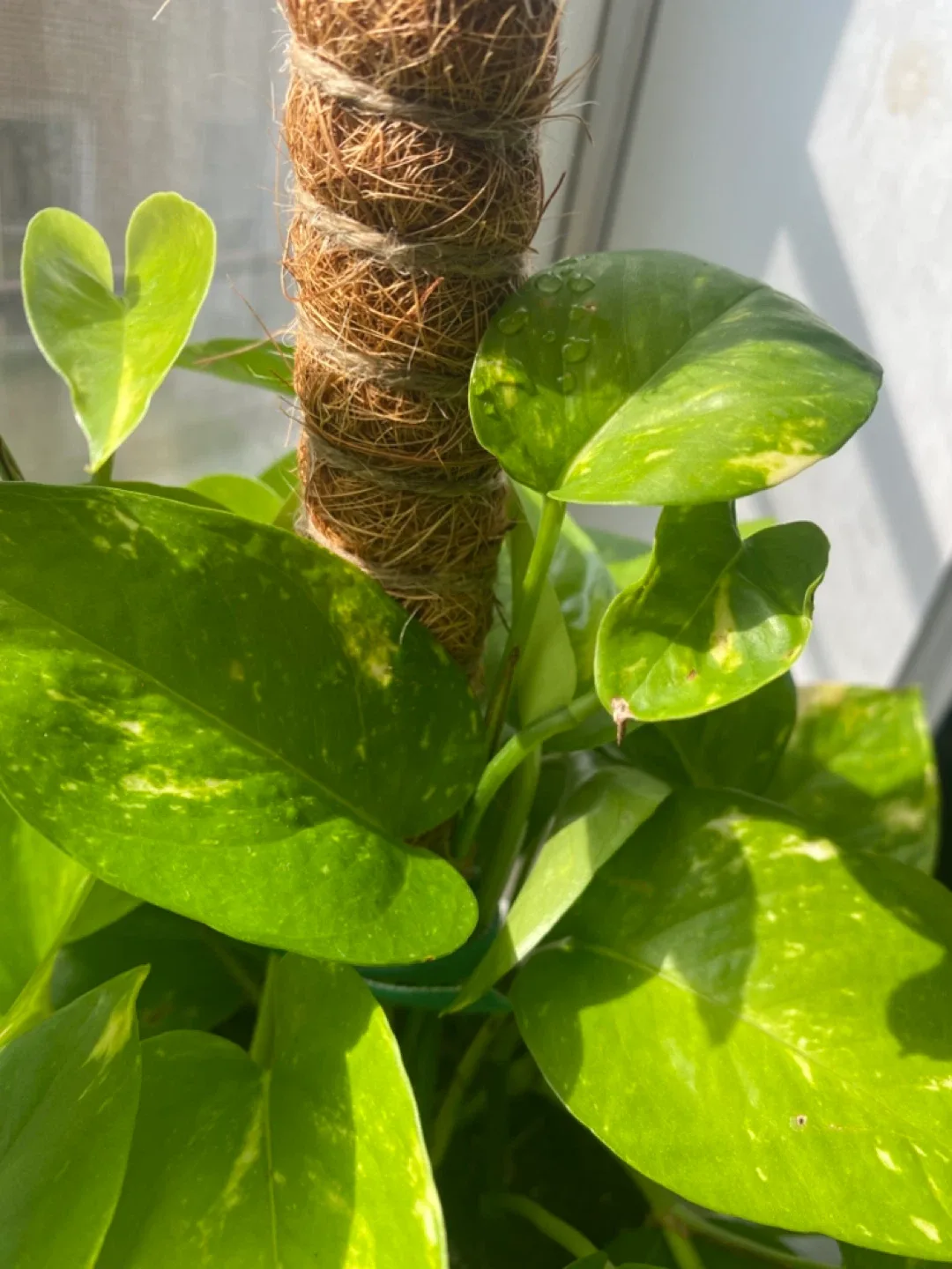 🥕Coco Coir Moss Poles for Plants🥕 image indicator(4)