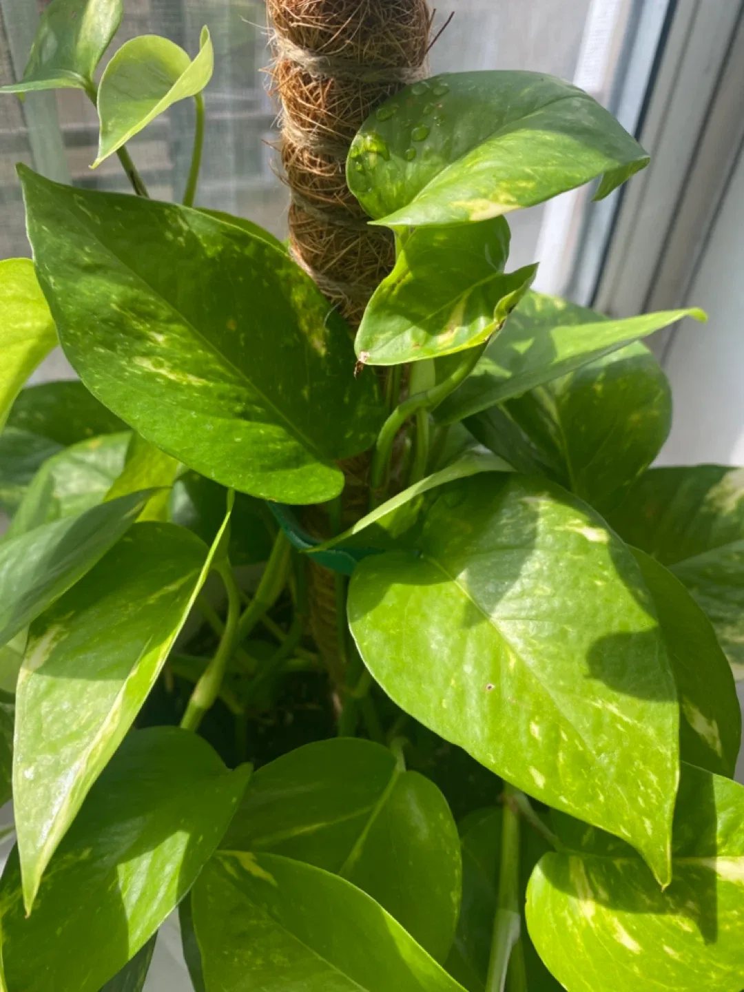 🥕Coco Coir Moss Poles for Plants🥕 image indicator(5)