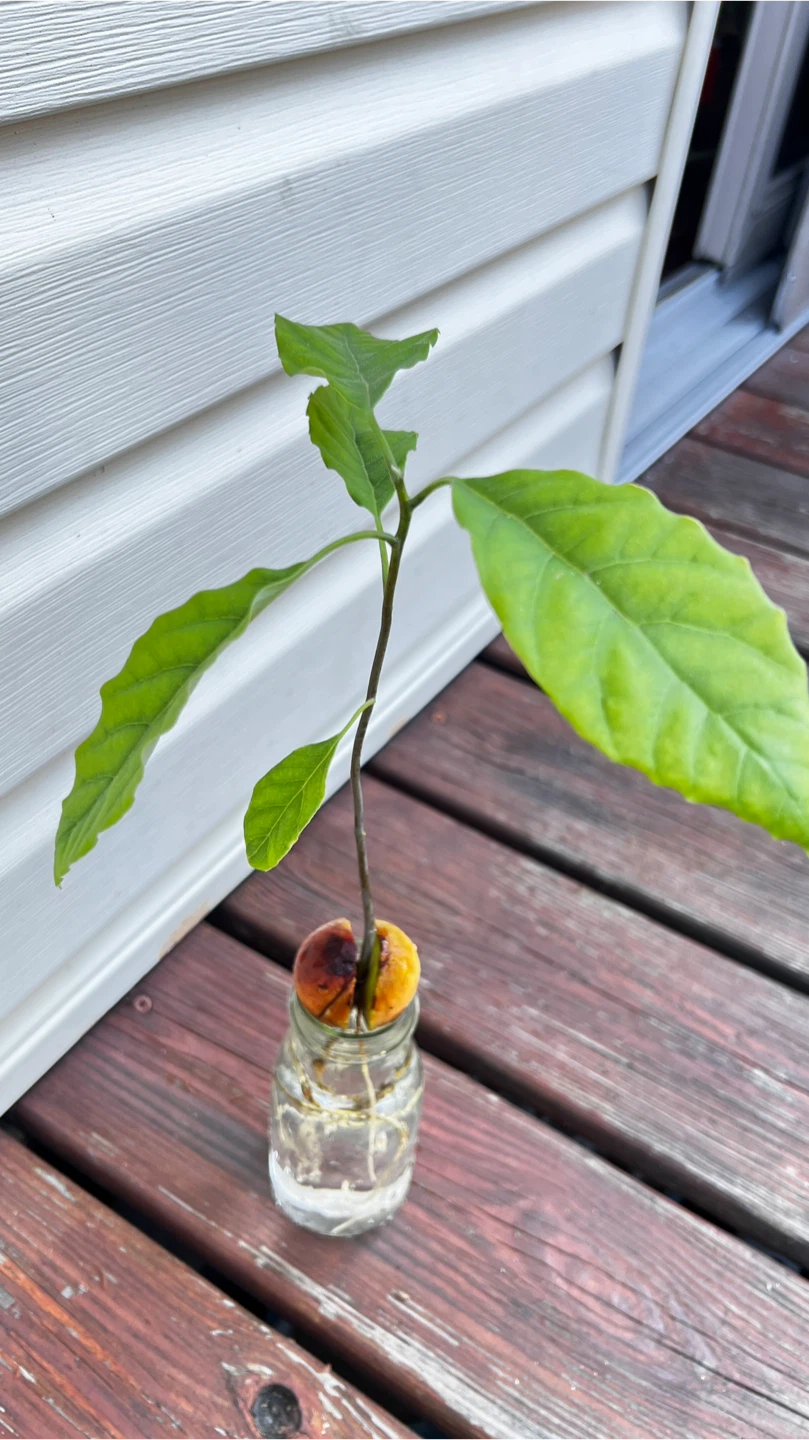 Organic Rooted Avocado Plant Seedling - photo 4