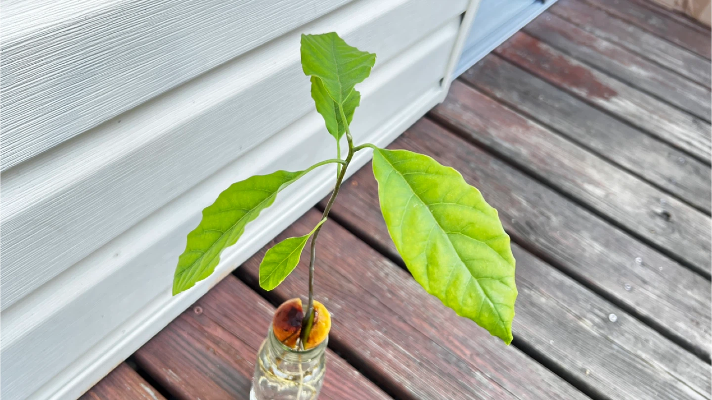 Organic Rooted Avocado Plant Seedling