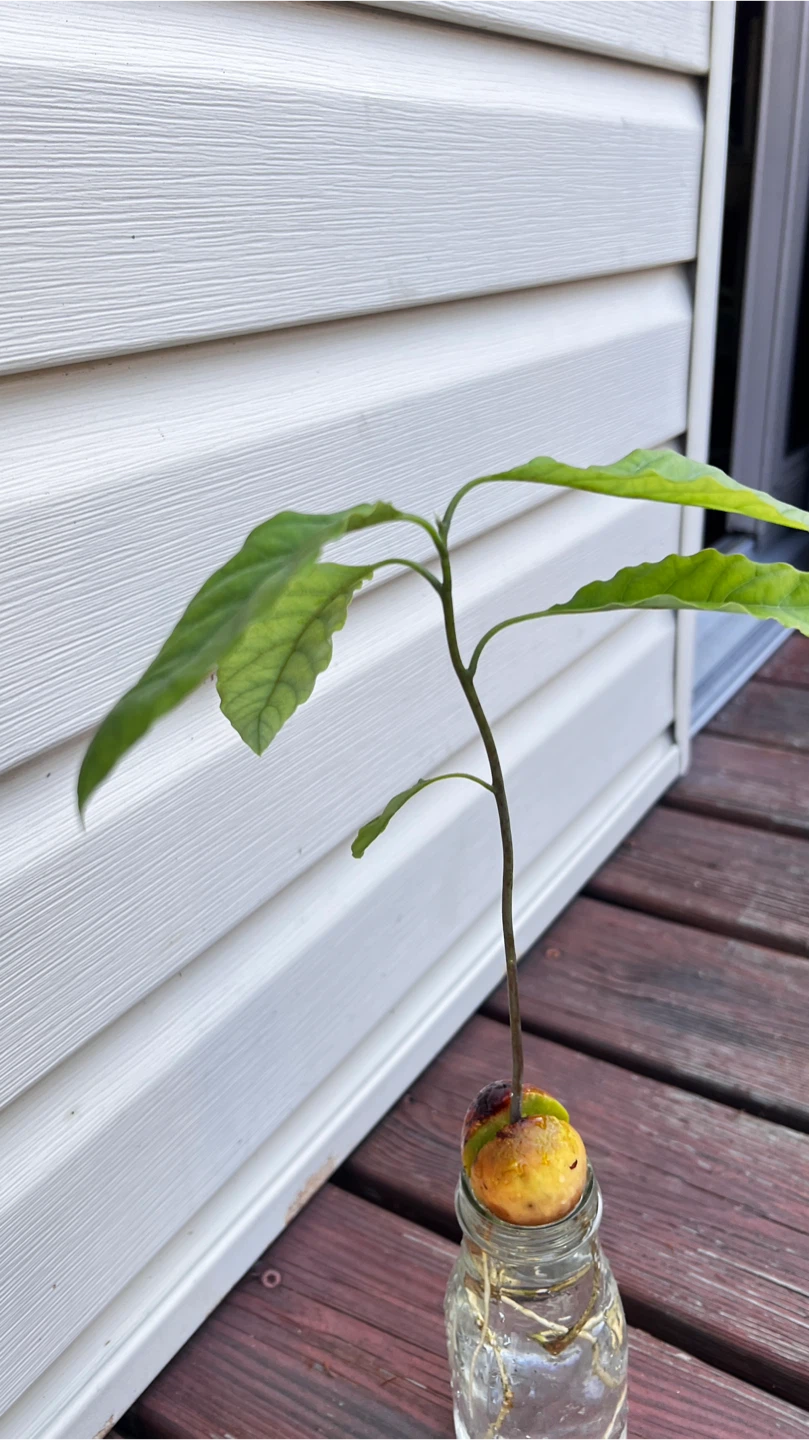 Organic Rooted Avocado Plant Seedling - photo 5