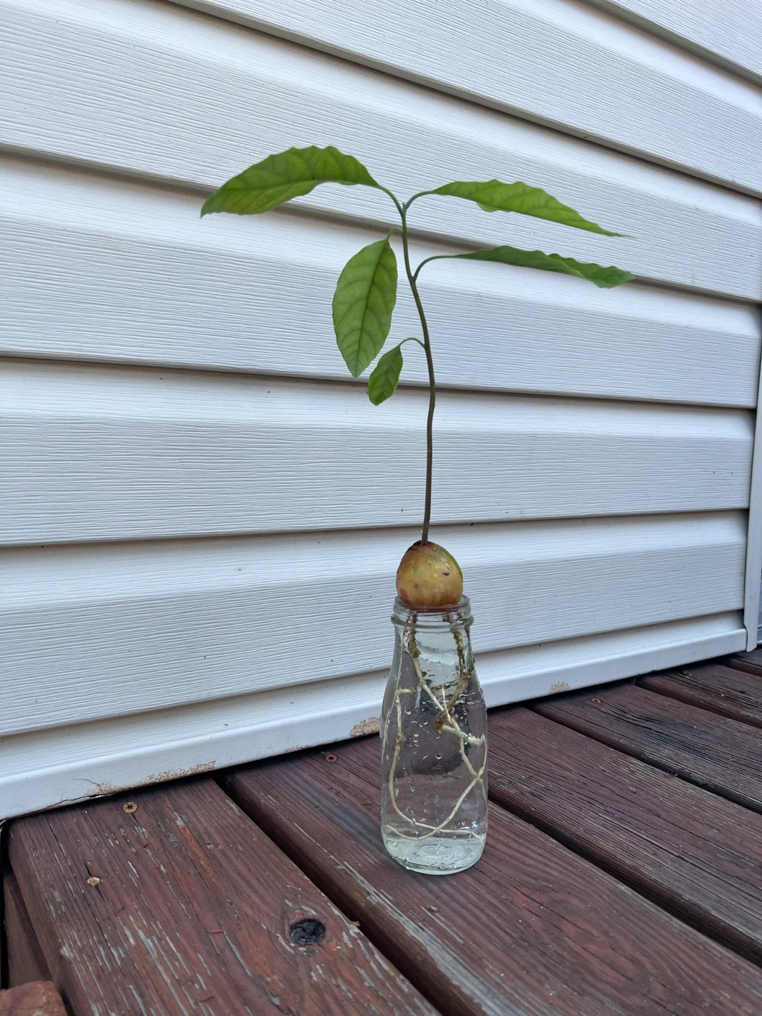 Organic Rooted Avocado Plant Seedling - photo 2