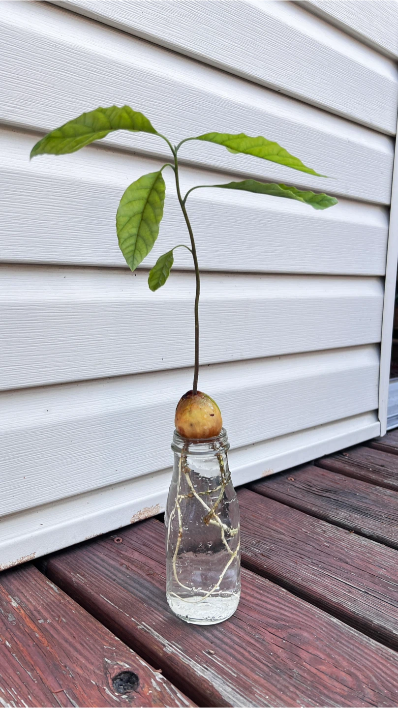 Organic Rooted Avocado Plant Seedling - photo 3