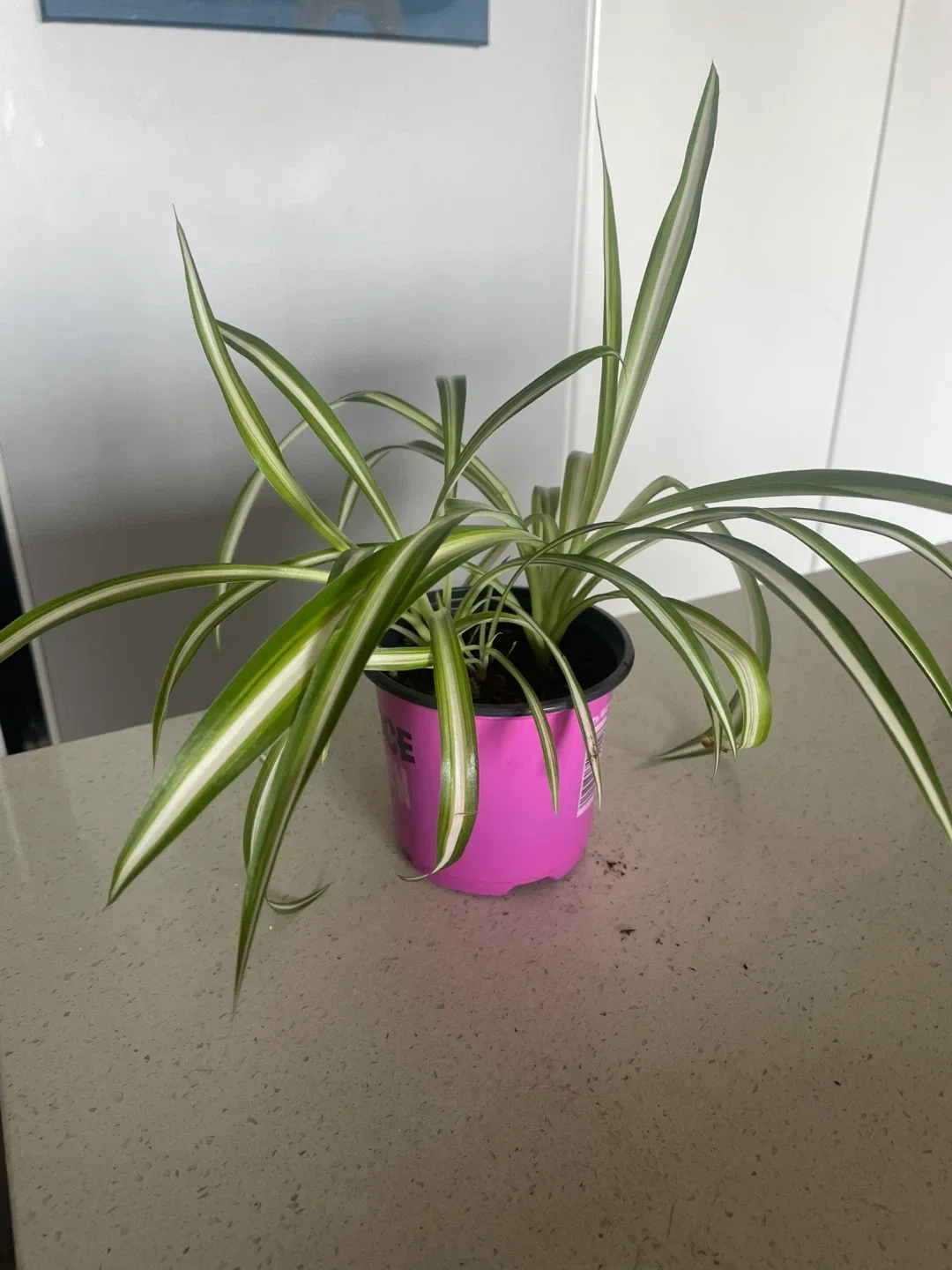 Small Spider Plant🥕 thumbnail