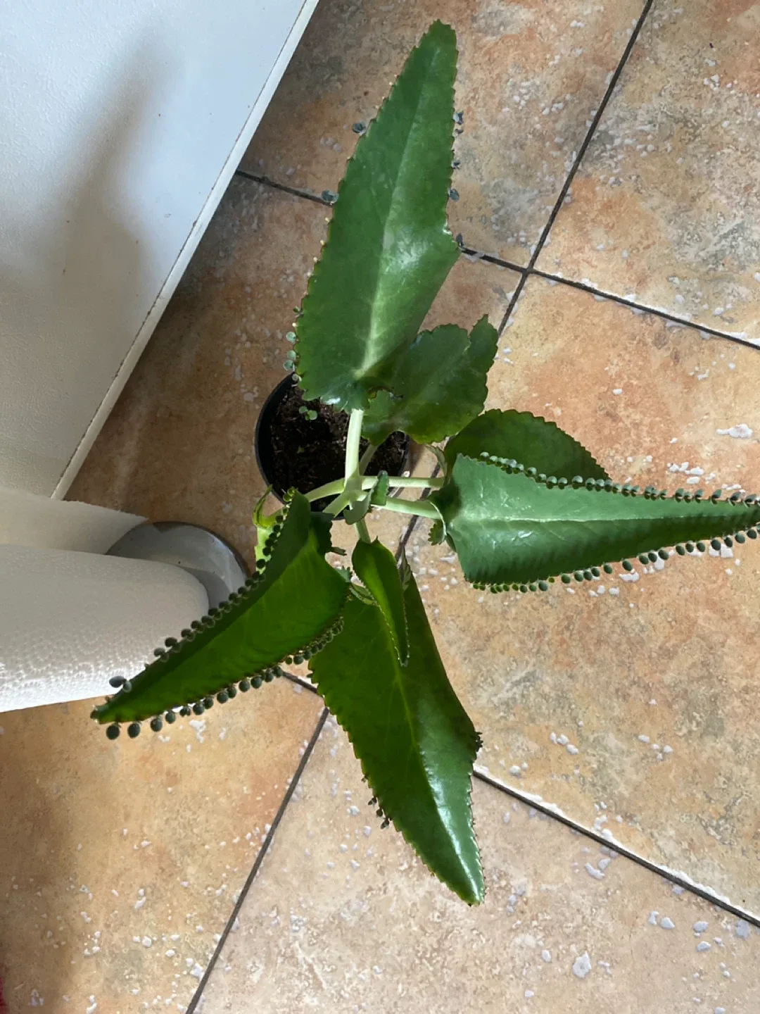 Mother of Thousands Plant image indicator(3)