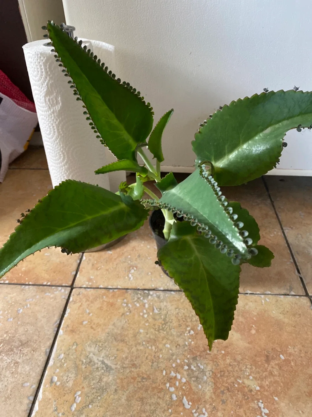 Mother of Thousands Plant image indicator(2)