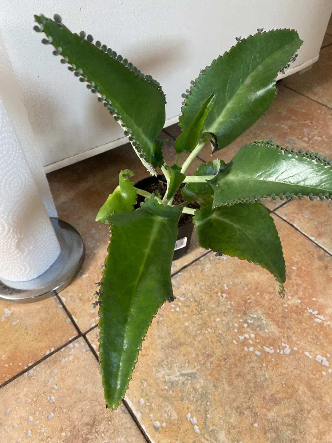 Mother of Thousands Plant image indicator(4)